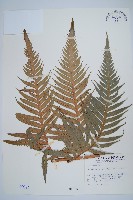 藏品(東方狗脊蕨)的圖片