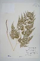 藏品(高山金粉蕨)的圖片