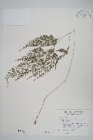 藏品(日本金粉蕨)的圖片