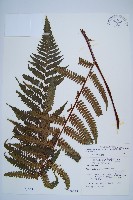 藏品(韓氏黑桫欏)的圖片