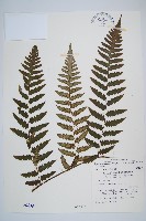 藏品(韓氏黑桫欏)的圖片