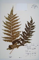 藏品(蘭嶼筆筒樹、蘭嶼桫欏)的圖片