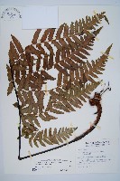 藏品(台灣黑桫欏)的圖片