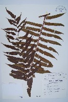 藏品(黑桫蕨)的圖片