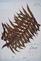 藏品(黑桫蕨)的圖片