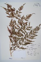 藏品(大葉骨碎補、台灣骨碎補、骨碎補)的圖片