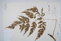 藏品(海州骨碎補)的圖片