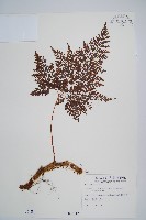 藏品(海州骨碎補)的圖片