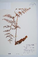 藏品(台灣小膜蓋蕨)的圖片