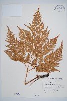 藏品(闊葉骨碎補)的圖片