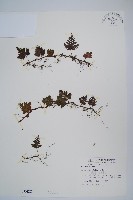 藏品(鱗葉陰石蕨)的圖片