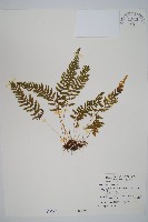 藏品(細毛碗蕨)的圖片