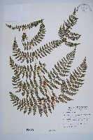 藏品(刺柄碗蕨)的圖片