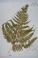 藏品(司氏碗蕨)的圖片