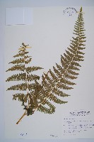 藏品(姬蕨)的圖片