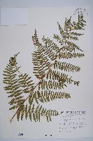 藏品(姬蕨)的圖片