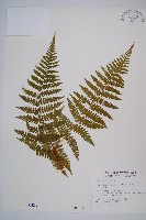 藏品(姬蕨)的圖片