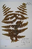 藏品(栗蕨)的圖片