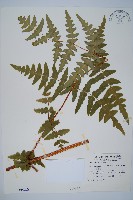 藏品(栗蕨)的圖片