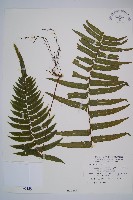 藏品(虎克氏鱗蓋蕨)的圖片
