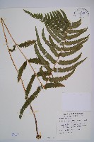 藏品(邊緣鱗蓋蕨)的圖片