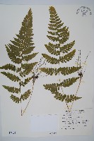 藏品(團羽鱗蓋蕨)的圖片