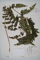 藏品(團羽鱗蓋蕨)的圖片