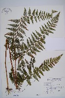 藏品(熱帶鱗蓋蕨)的圖片