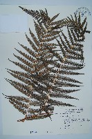 藏品(金狗毛蕨)的圖片