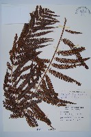 藏品(臺灣金狗毛蕨)的圖片