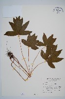 藏品(雙扇蕨)的圖片