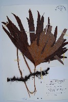 藏品(雙扇蕨)的圖片