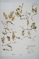 藏品(翅柄假膜蕨)的圖片