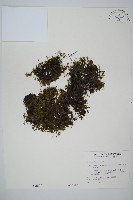 藏品(團扇蕨)的圖片