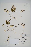 藏品(細葉蕗蕨)的圖片