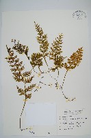 藏品(蕗蕨)的圖片