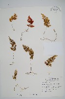 藏品(細葉蕗蕨)的圖片