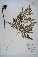 藏品(小葉複葉耳蕨)的圖片