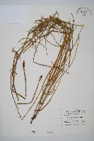 藏品(木賊)的圖片