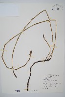 藏品(木賊)的圖片