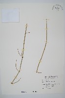 藏品(木賊)的圖片