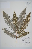 藏品(芒萁)的圖片