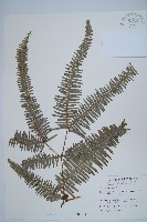 藏品(芒萁)的圖片