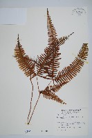 藏品(芒萁)的圖片