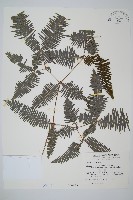 藏品(蔓芒萁)的圖片