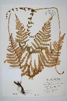 藏品(裡白)的圖片