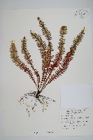 藏品(密毛蒿蕨)的圖片