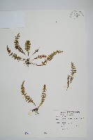 藏品(密毛蒿蕨)的圖片