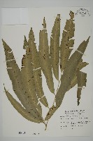 藏品(日本鳳丫蕨)的圖片