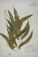 藏品(日本鳳丫蕨)的圖片